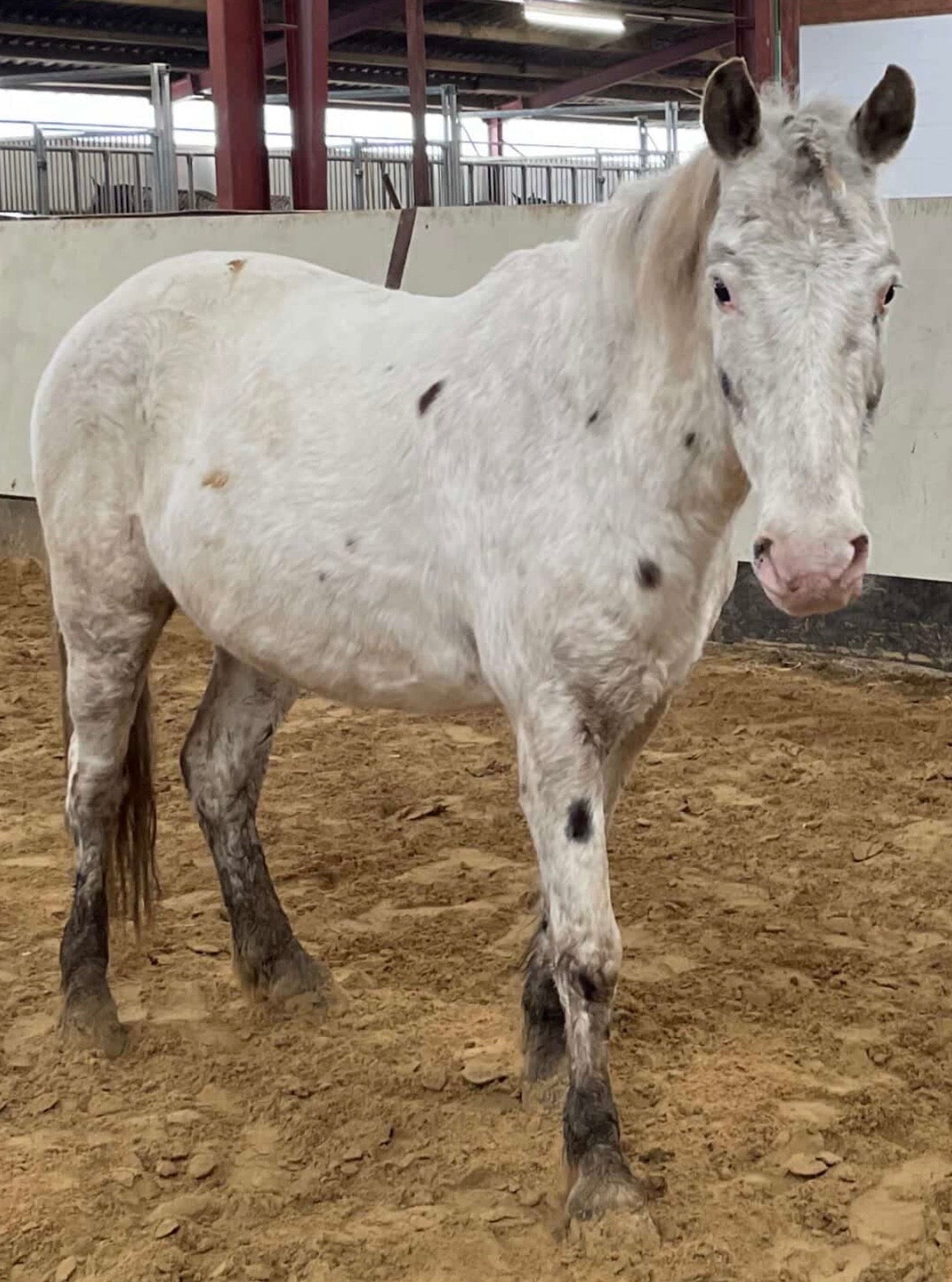 Personalisiertes Pferd