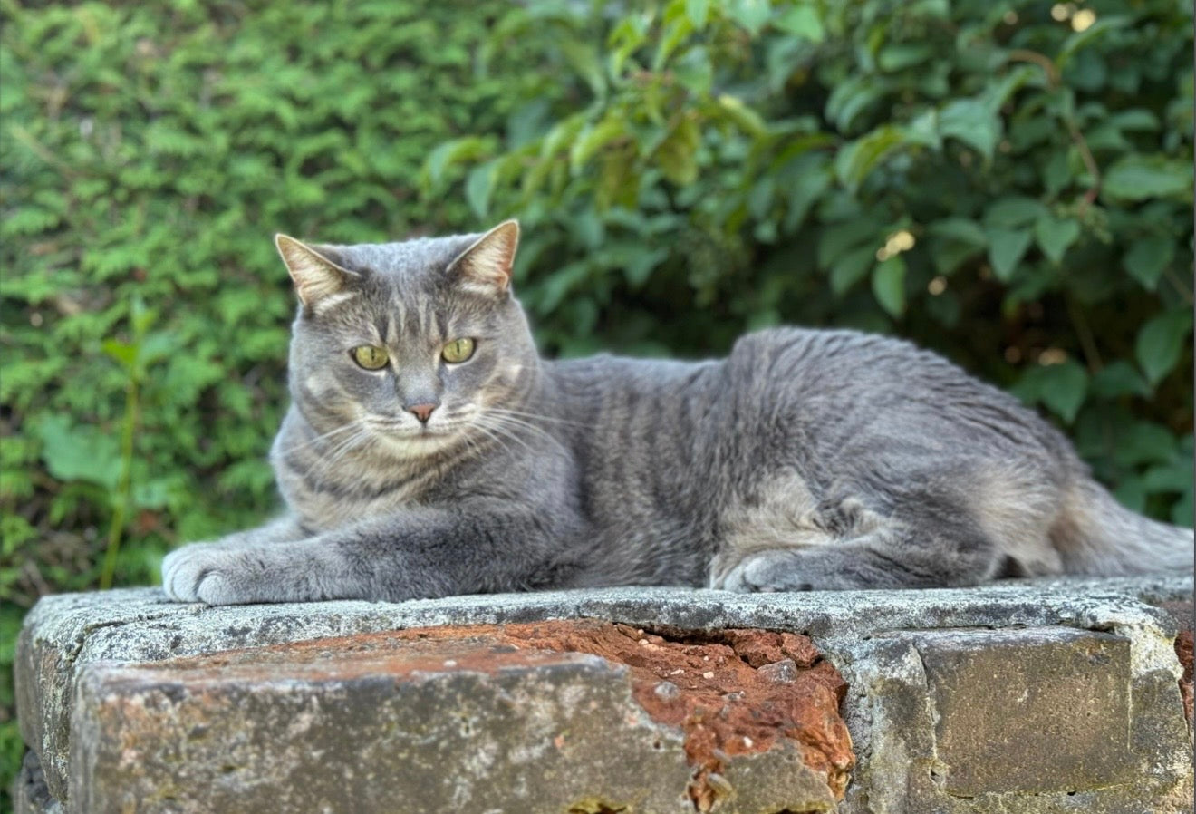 Haustier liegende Katze